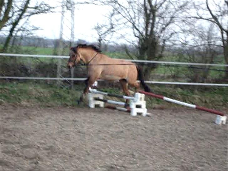 Anden særlig race  | Isabella * min skat :') SOLGT - Min lille springpony :)? ... ej.. det bliver vi vist aldrig ;)  billede 16