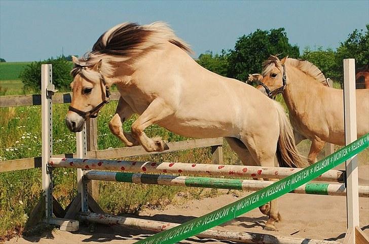 Fjordhest Bianca solgt - hopper <3 billede 6