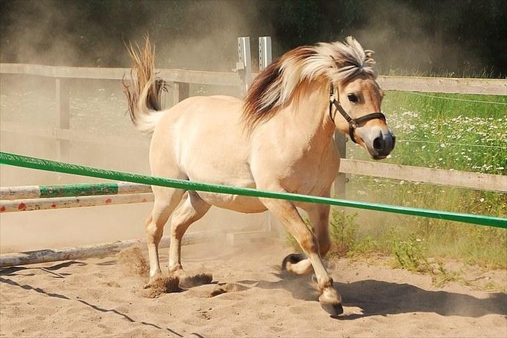 Fjordhest Bianca solgt - så kom hun over <3 billede 7