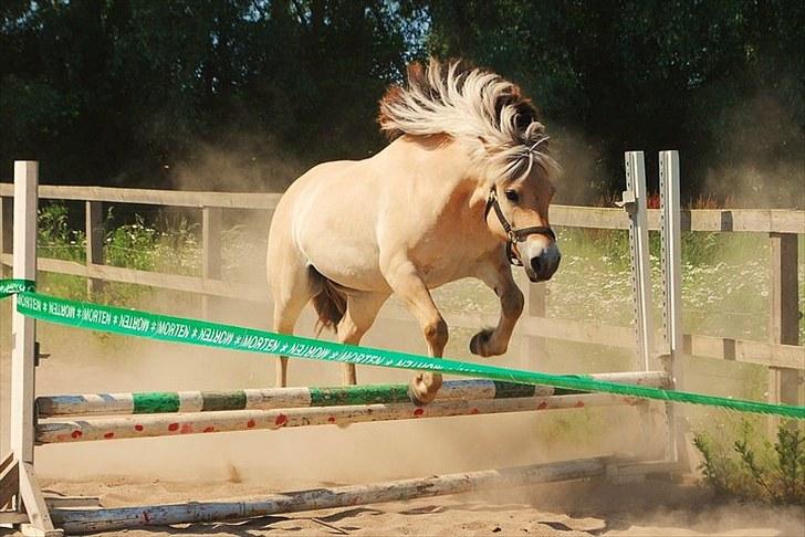 Fjordhest Bianca solgt - hun er så dygtig til og springe <3 billede 8