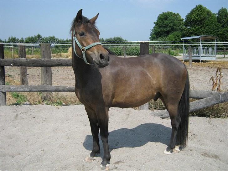 New Forest Romeo's Harlye<3  billede 4