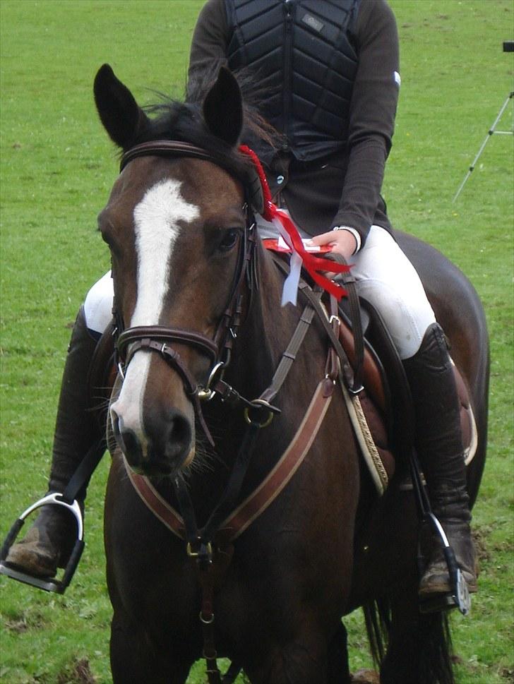 DSP Feminin - BEAUTIFUL HORSE!<3 billede 20