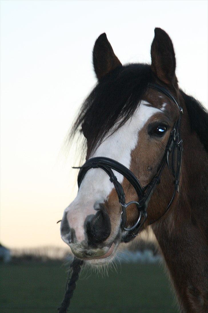 Paint Dunlaps Master Chief <3  billede 1