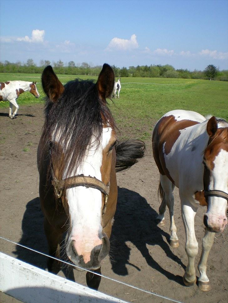 Paint Dunlaps Master Chief <3  billede 3