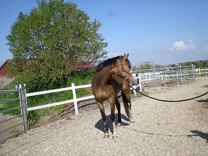 Paint Dunlaps Master Chief <3  billede 7