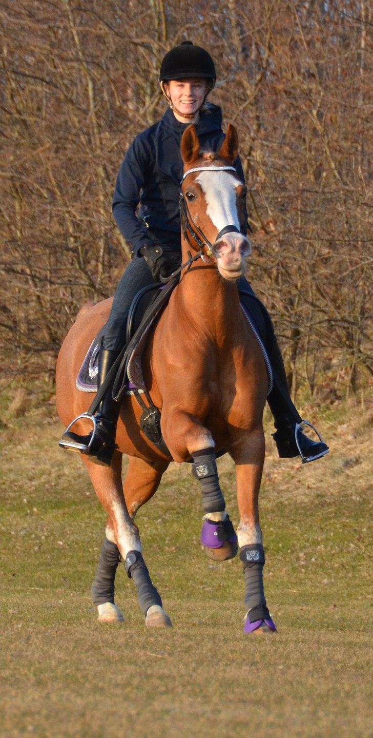 Hollandsk Sportspony Max - Efter en dejlig træning, tog vi lige en fri galop ud over marken ;D<3  billede 17