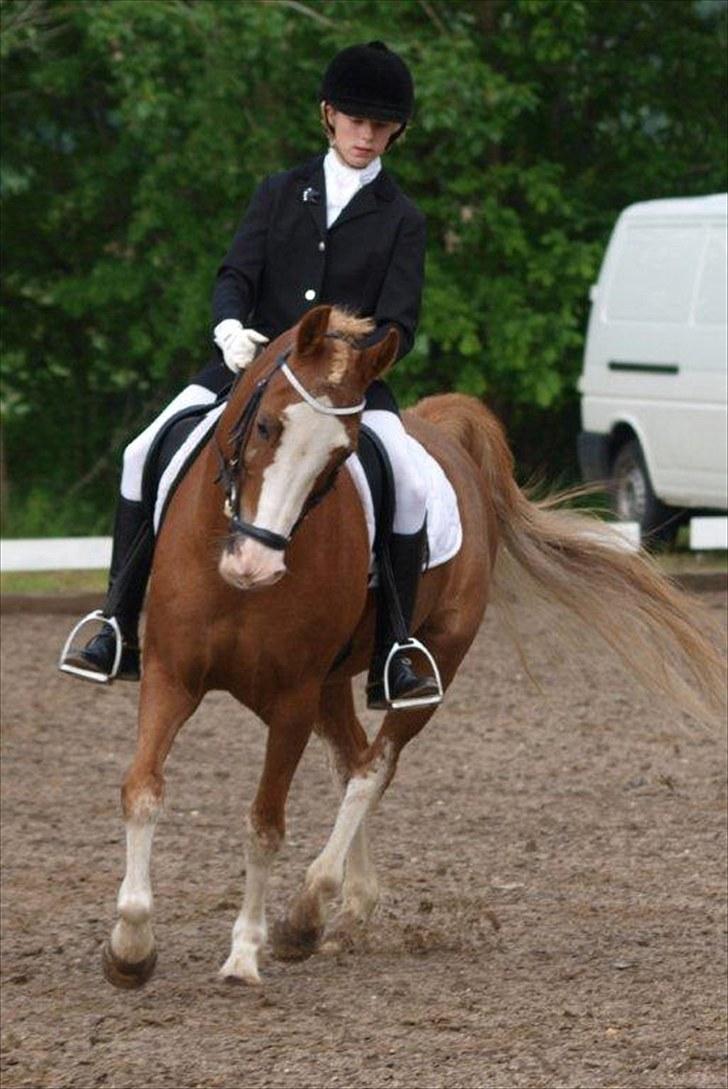 Hollandsk Sportspony Max - Stævne i bording !<3 billede 18