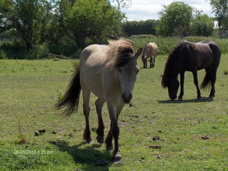 Islænder Sóley fra Skovstrupholm billede 9
