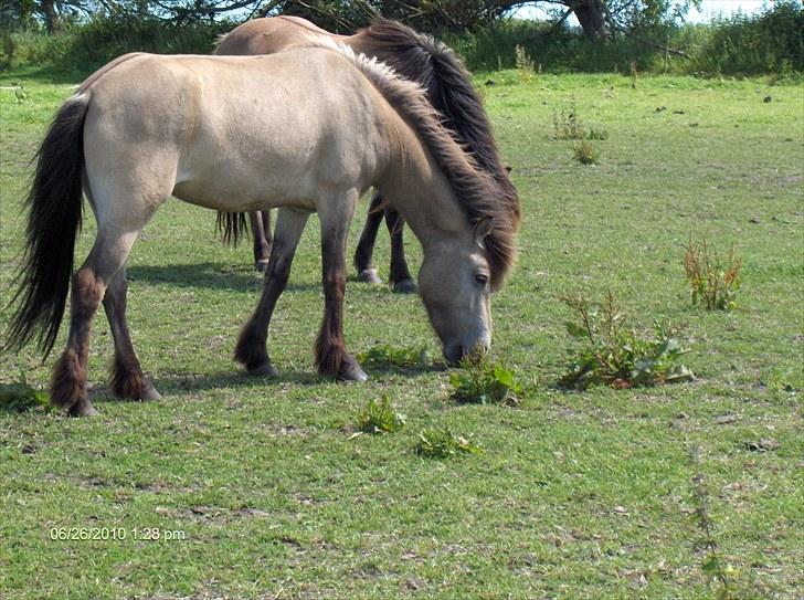 Islænder Sóley fra Skovstrupholm billede 11