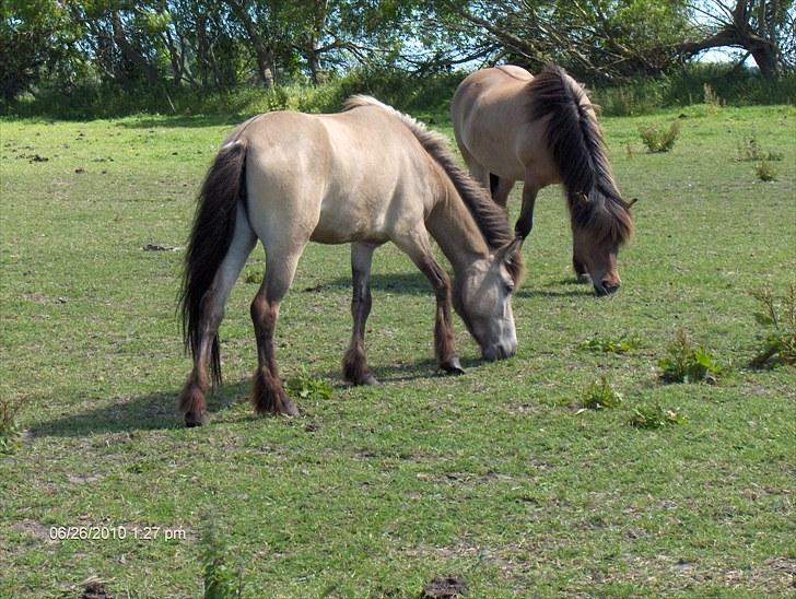 Islænder Sóley fra Skovstrupholm billede 12