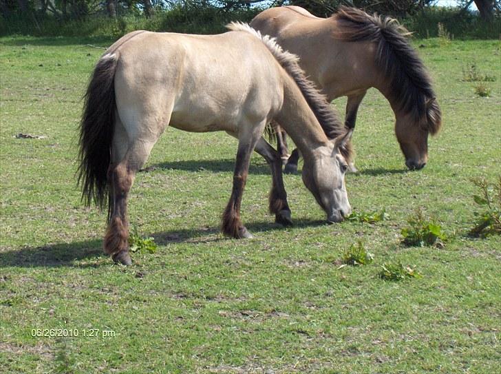 Islænder Sóley fra Skovstrupholm billede 13