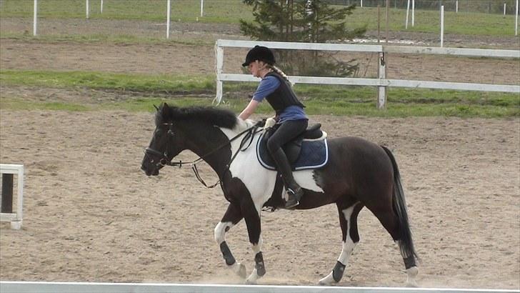 Pinto Jupiter RIP billede 9