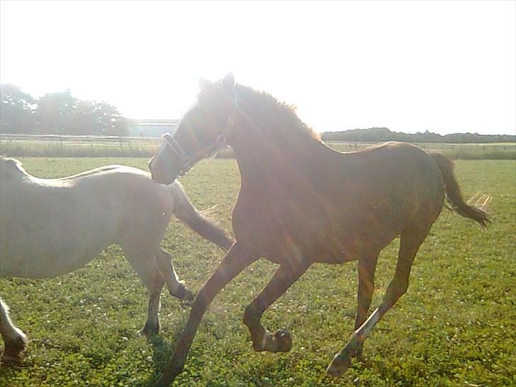 Anden særlig race  C'est la bon R.I.P billede 20