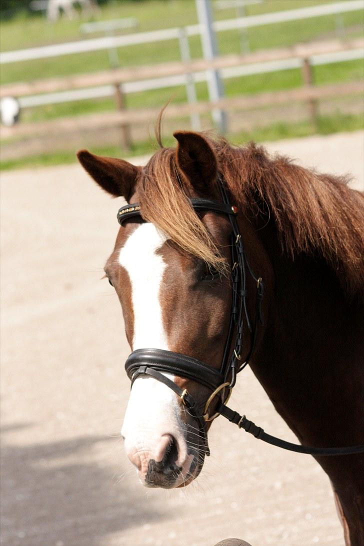 New Forest Stegstedgårds Chanel - Taget af Michelle Greve Nielsen<3 TAK  billede 14