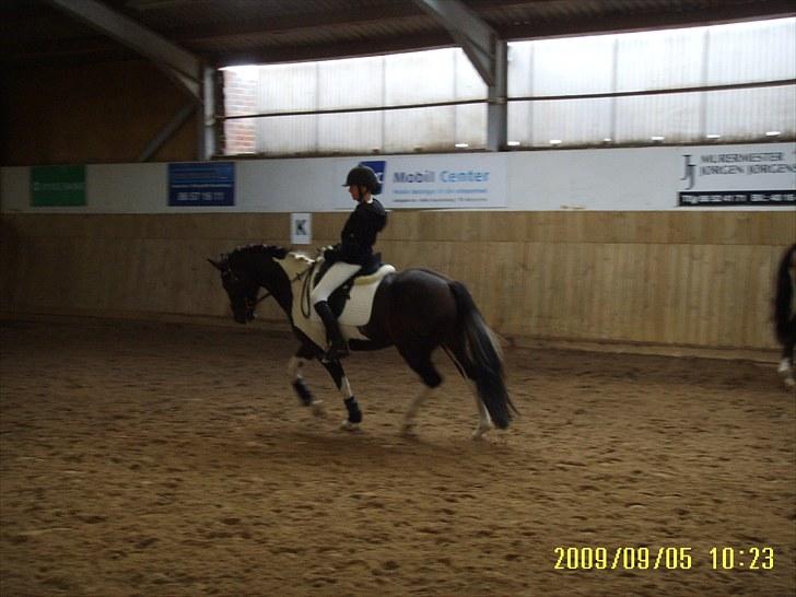 Pinto Jupiter RIP billede 10