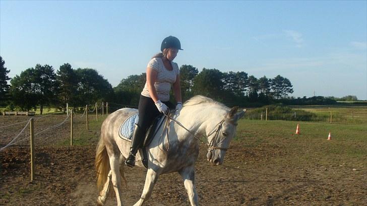 Anden særlig race Kousgaarden's Kimmi SOLGT billede 19