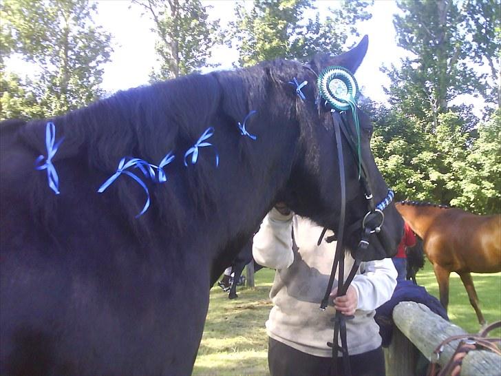 Merens de Cheval  smukke grillon  - vad skal jeg nu billede 10