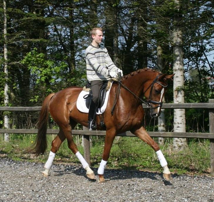 Tysk Varmblod Rissa Veil - Rissa under rytter hos stald Hesselhøj billede 5