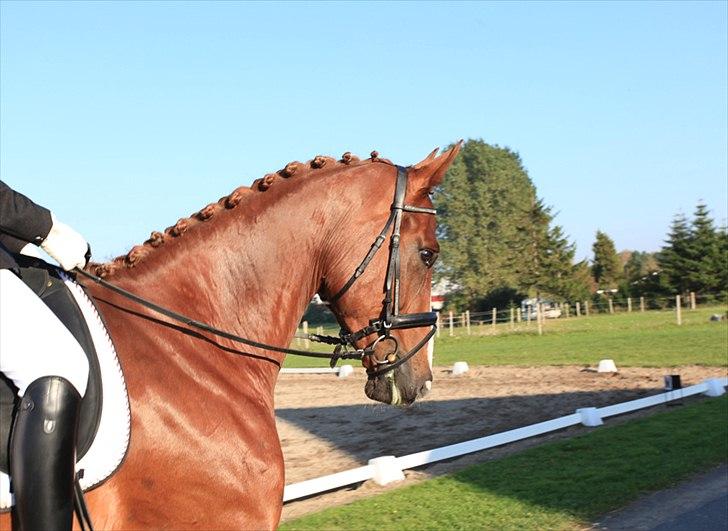 Tysk Varmblod Rissa Veil - 11-07-2010 Bandagerne tages af, og Rissa benytter lejligheden til at skue udover sit nye hjem :) billede 7