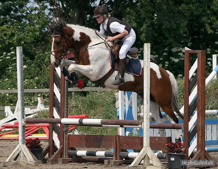 Anden særlig race Bakkelys Hannibal *Lån*  - Stævne BDR 4/7-2010 Foto: Marianne  billede 17