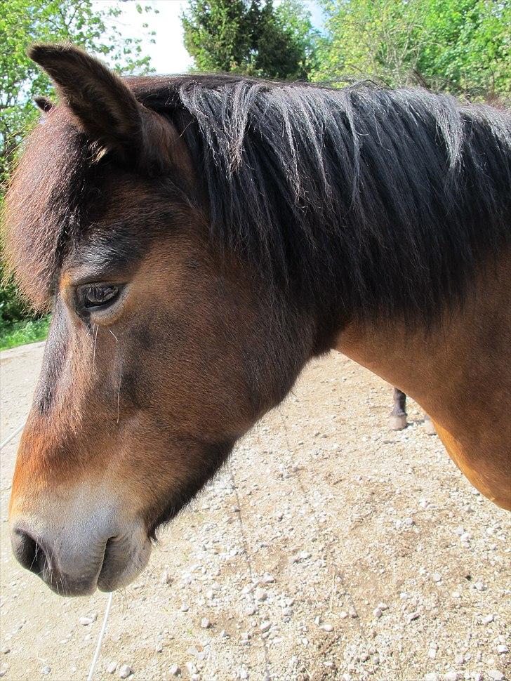 Exmoor Chi Chi  solgt og aldrig glemt   - ~ Fordi jeg elsker dig!<3 billede 16