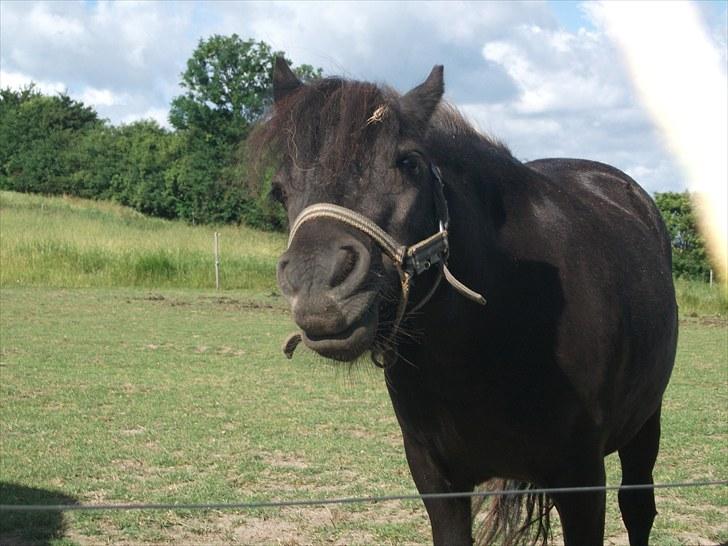 Shetlænder / Miniature Tulle - 1| Velkommen til Tulles profil, lig gerne en kommentar! :-) Foto: JGM juli -10. billede 1