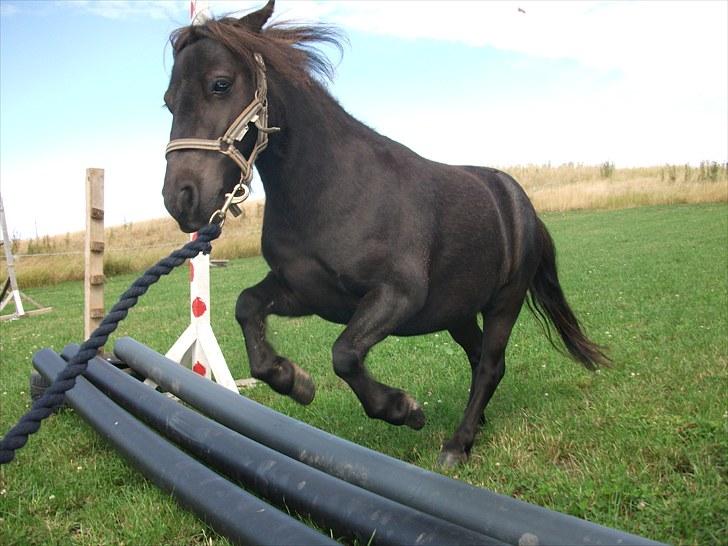 Shetlænder / Miniature Tulle - 3| En af de første gange hun "springer".. :-)  Foto: JGM 6/8 -10. billede 3
