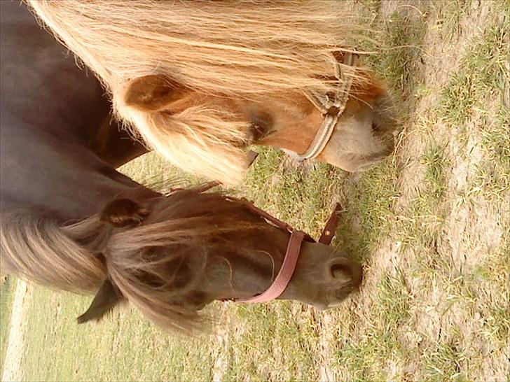 Shetlænder / Miniature Tulle - 5| Undskyld vinklen.. - De to små piger, :-D Foto: JGM 11/7 -10. (Undskyld kvaliteten, men er taget med mobil..) billede 5