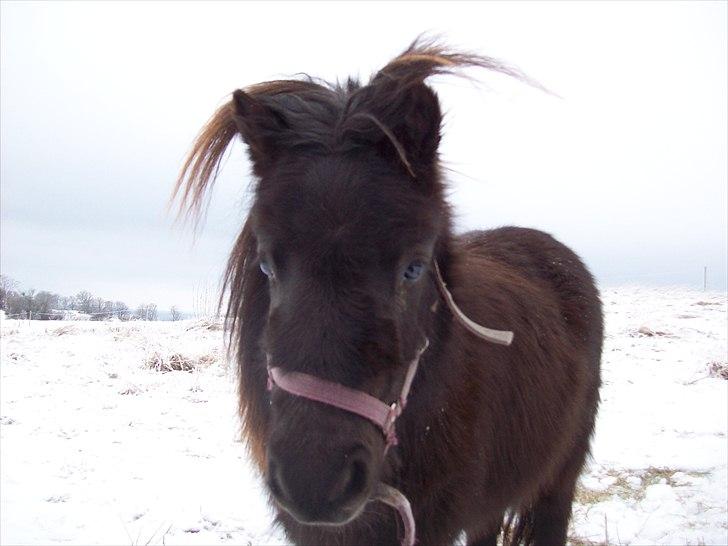 Shetlænder / Miniature Tulle - 6| Du for mig til at grine, selv på de koldeste og dårligste dage! :´) Foto: JGM december -10. billede 6