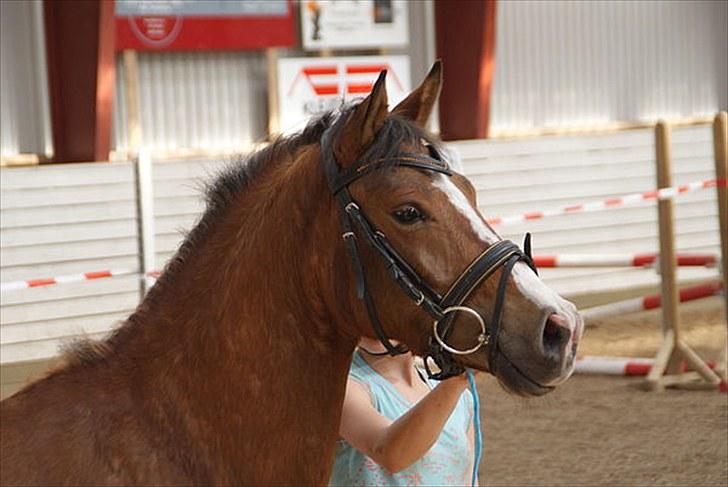 Belgisk Sportspony Jacorde "E" Van Het Juxschot *SOLGT* billede 9