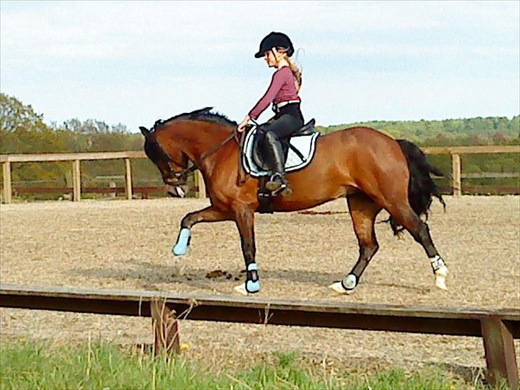 Welsh Pony af Cob-type (sec C) Åvangens Victoria - stjerne pony billede 16