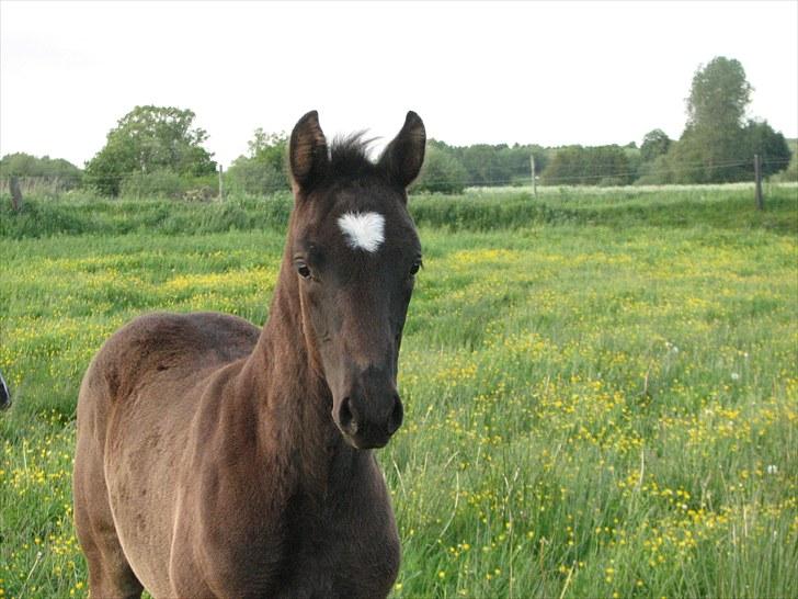 Dansk Varmblod Pompeia billede 7