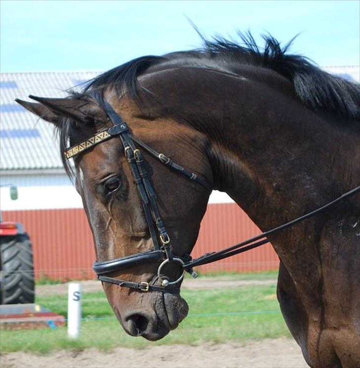 Dansk Varmblod Travella - » Velkommen til Travella´s profil. Travella er desværre solgt, men hun har også en profil her inde, med hendes nye ejer ;). billede 1