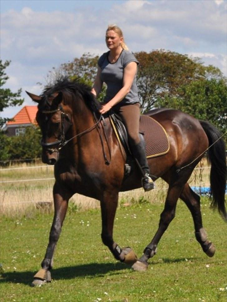 Dansk Varmblod Travella - [2] Dressurtrænig på vores udendørs bane. billede 2