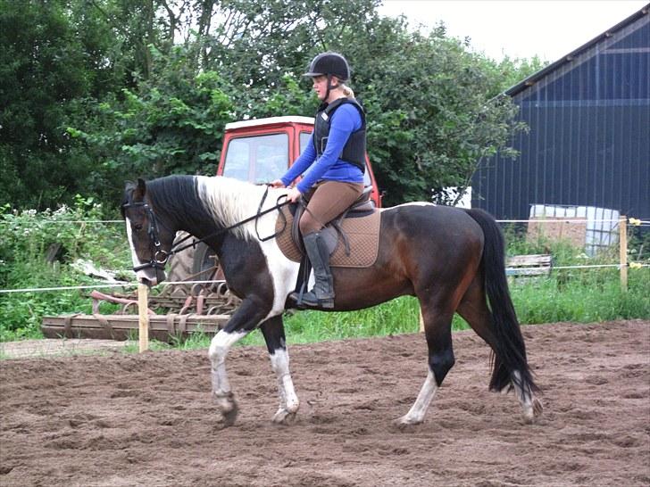 Anden særlig race Little claud junior *Red* billede 13