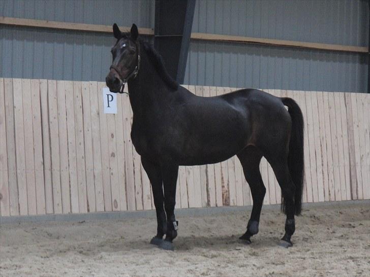 Dansk Varmblod Travella - [3] Travella som lige er blevet løssprunget!;) billede 3