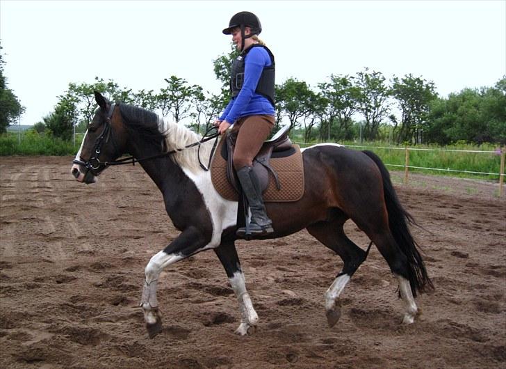 Anden særlig race Little claud junior *Red* billede 14