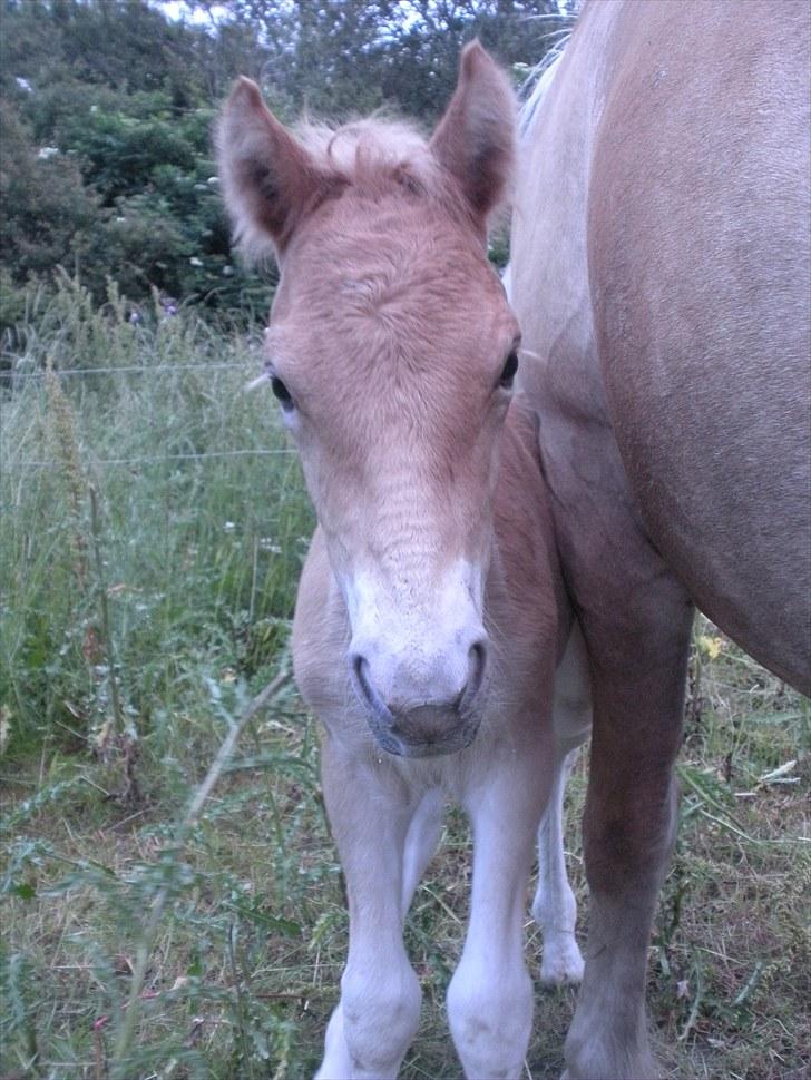 Anden særlig race Sacho - D. 14. juli 2010 VELKOMMEN TIL SACHOs PROFIL :-) billede 19