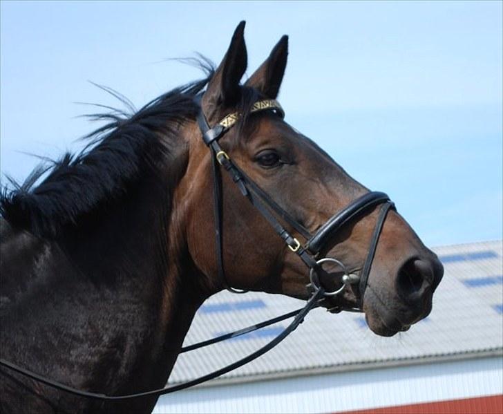 Dansk Varmblod Travella - [4] Travella - hun har altså et kønt hoved!;) billede 4