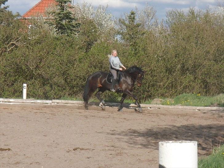 Dansk Varmblod Travella - [5] Dressurtræning. billede 5