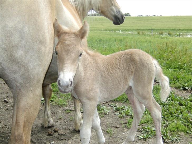 Anden særlig race Sacho - D. 12. juli 2010 - Sacho 1 dag gammel billede 20