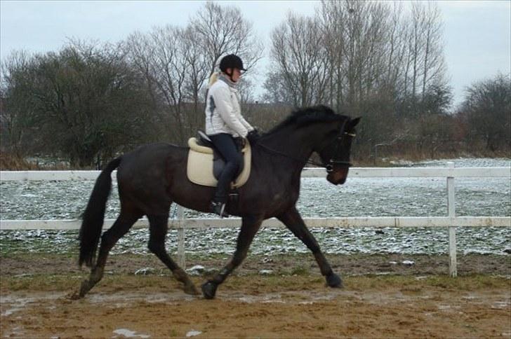 Dansk Varmblod Travella - [6] Ude ved Tulle & Jens. Lige da Travella var kommet. billede 6