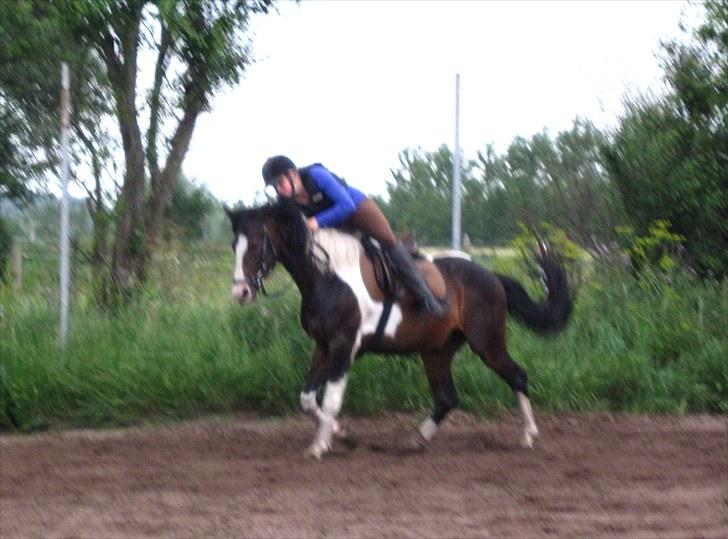 Anden særlig race Little claud junior *Red* billede 16