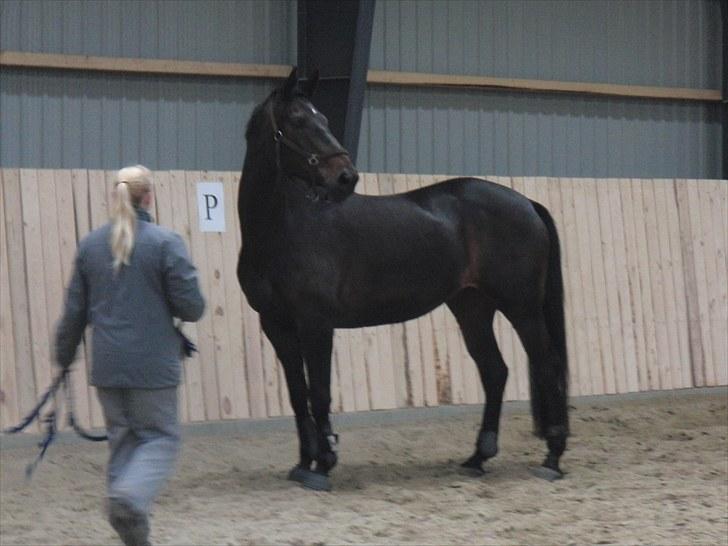 Dansk Varmblod Travella - [7] Kommende stjerne ;) billede 7