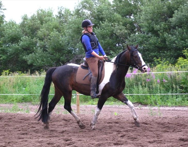 Anden særlig race Little claud junior *Red* billede 17