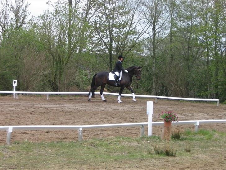 Dansk Varmblod Travella - [8] Stævne i Helle - 1plads. billede 8