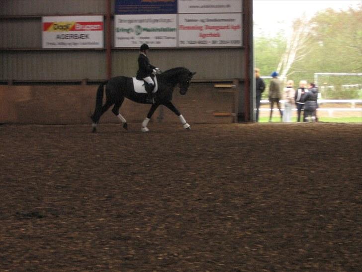 Dansk Varmblod Travella - [10] På opvarmningen til stævne - Helle rideklub. billede 10