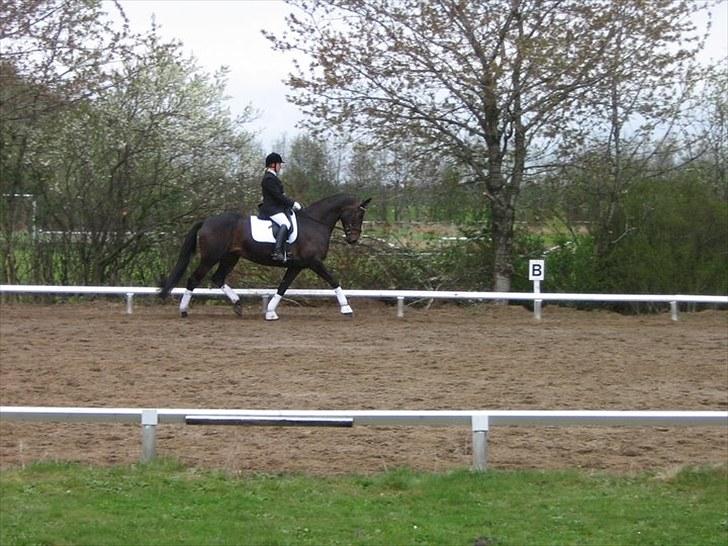 Dansk Varmblod Travella - [11] LB2. billede 11