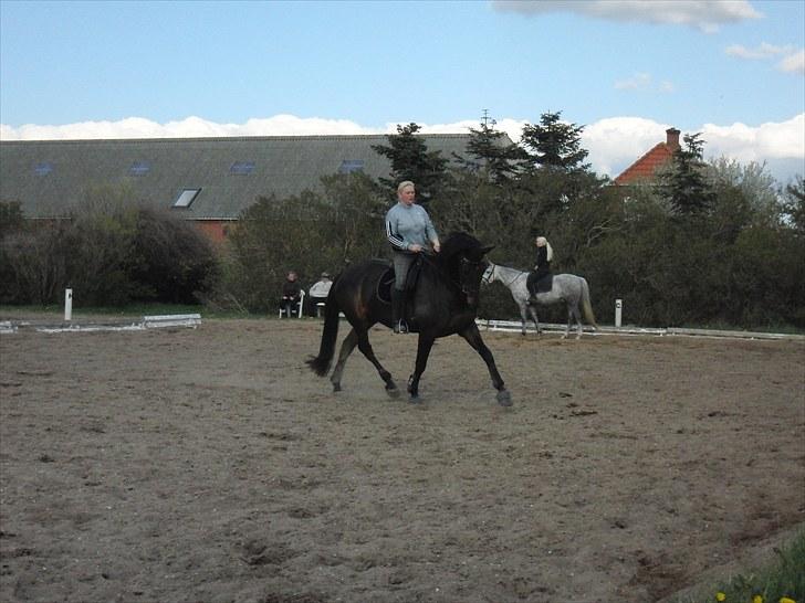 Dansk Varmblod Travella - [12] Dressurtræning igen.. billede 12