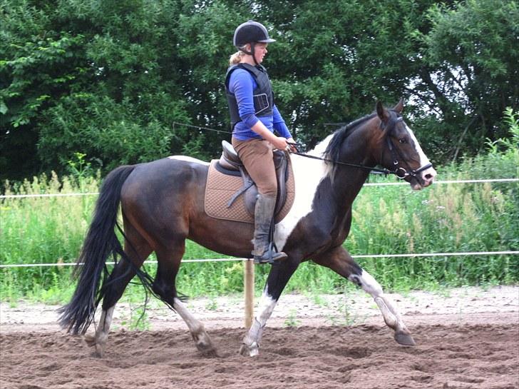 Anden særlig race Little claud junior *Red* billede 18